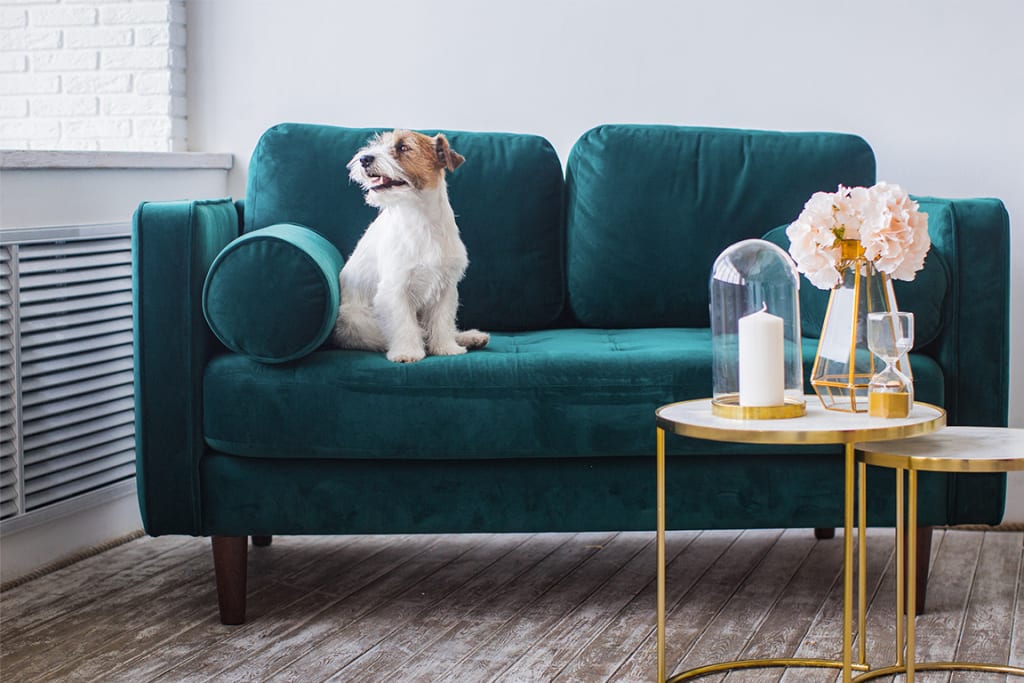 image of a dog sitting on a couch inside of a pet friendly vacation rental