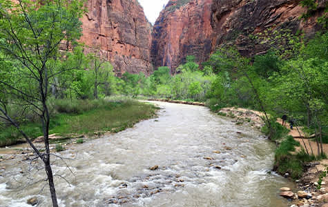 River surrounded by trees and red rocks at Zion National Park in Utah