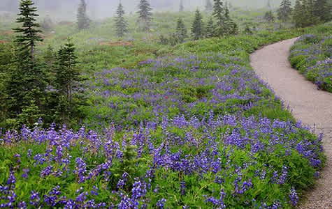 Purple wildflowers in Mount Rainier National Park in Washington