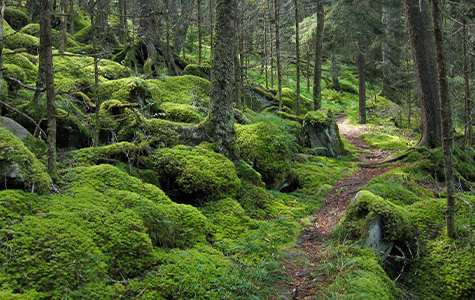 A trail surrounded by lush, mossy growth in Great Smoky Mountains National Park