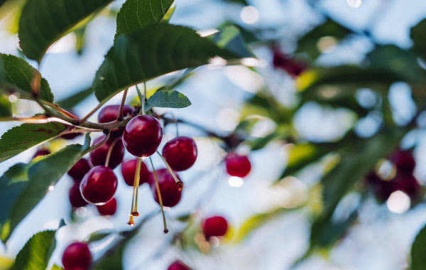 Red cherries on vines