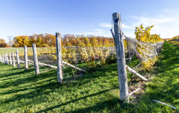 Vineyard in Michigan