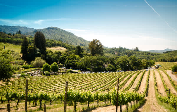 Vineyard in Sonoma, California, one of the best wine regions in the U.S.