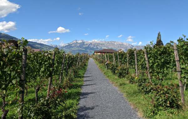 Rows of grapevines at a vineyard in Washington wine country.