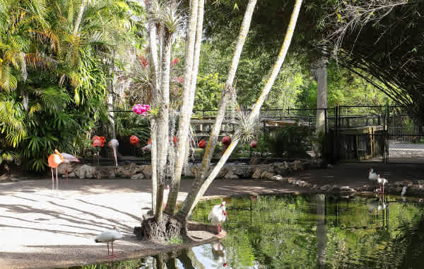 Flamingos at a watering hole in Fort Lauderdale's Flamingo Gardens