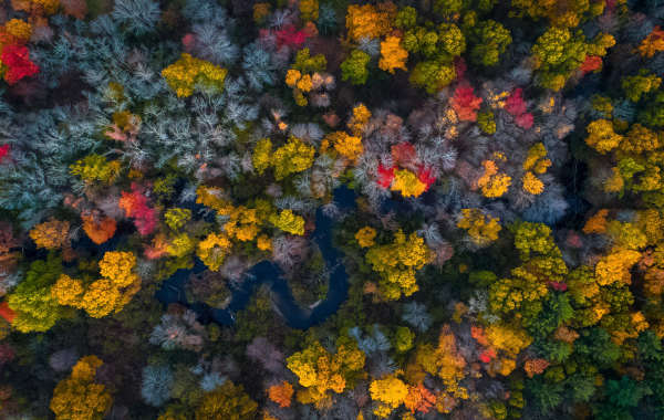 Road in Massachusetts winding through the woods with colorful fall foliage