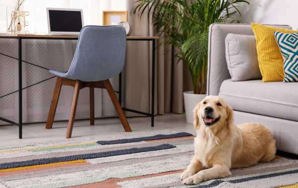 Golden retriever dog laying on a striped rug in front of a grey couch with colorful pillows. Plants, curtains, and workspace fill the background.