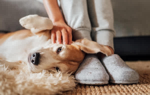 Close-up of owner petting dog's face while it lays on the owner’s feet.