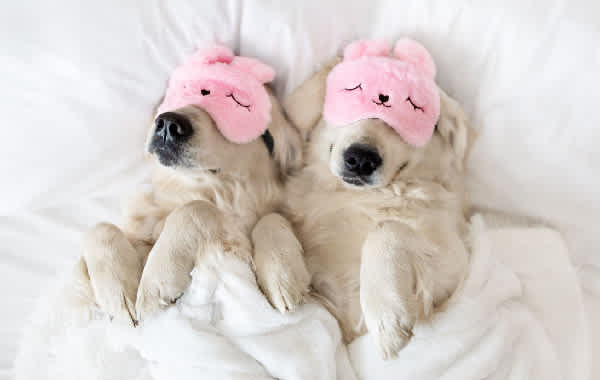 Two white-fur dogs lay under the covers in bed with pink eye masks over their eyes.