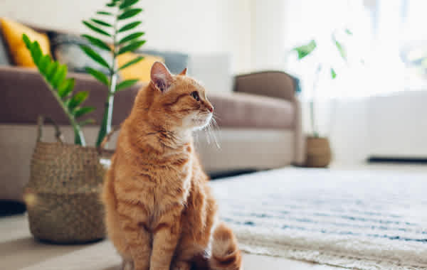 Orange cat sits on the living room floor with two plans, a couch, and area rug behind it