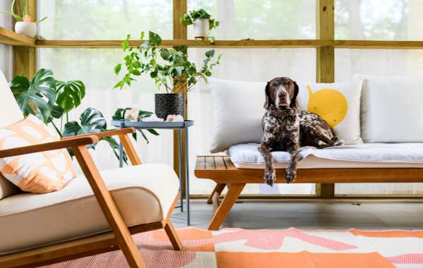 Brown dog laying perched on a modern wood couch in a bright sunroom