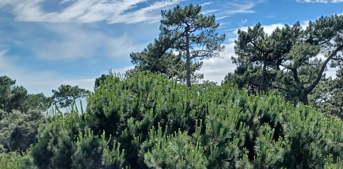 Image 13 sur 14 - Appartement  ·  Vente · Vaux Sur Mer (17640) · 2 pièces · 39m²