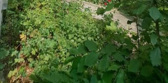 Image 1 - Appartement · Reims (51100) · 2 pièces · 37m²