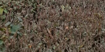 Image 3 - Maison/villa · Sene (56860) · 4 pièces · 55m²