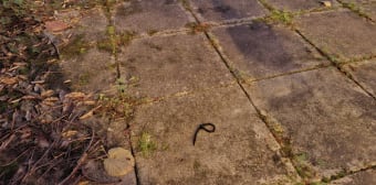 Image 2 - Appartement · Nantes (44000) · 1 pièce · 33m²