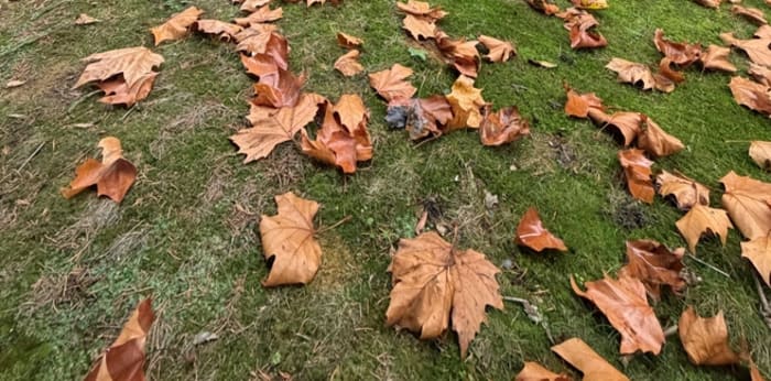 Image 4 sur 11 - Appartement  ·  Location · Wasquehal (59290) · 2 pièces · 42m²