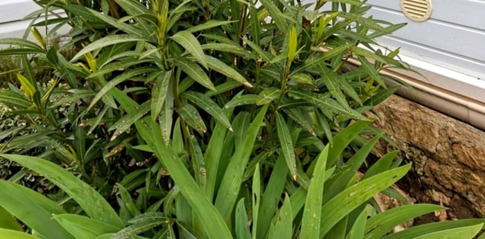 Image 3 sur 13 - Terrain  ·  Vente · Marennes Hiers Brouage (17320) · 4 pièces · 163m²