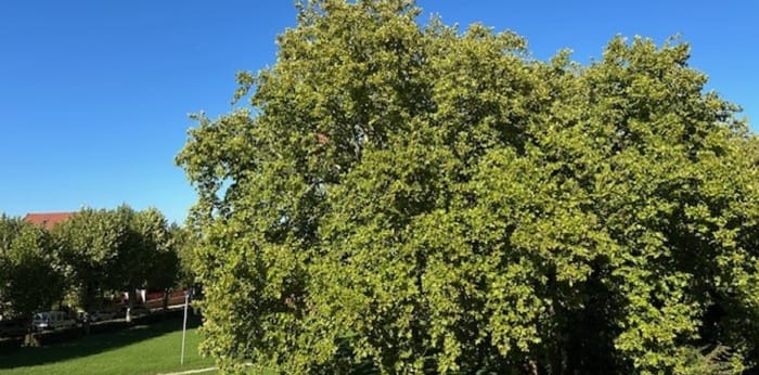 Image 6 sur 12 - Appartement  ·  Vente · Auxerre (89000) · 2 pièces · 60m²