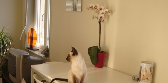 Image 9 sur 10 - Appartement  ·  Location · Lille (59000) · 2 pièces · 43m²