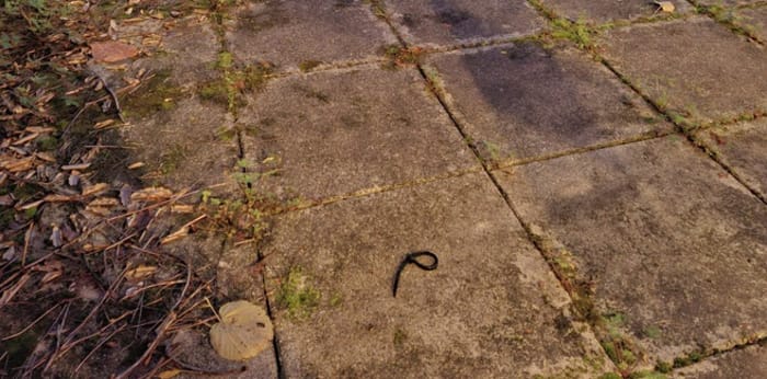 Image 2 sur 6 - Appartement  ·  Location · Nantes (44000) · 1 pièce · 33m²