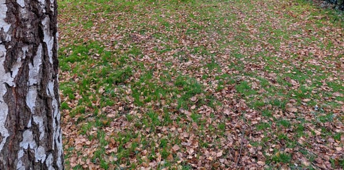 Image 14 sur 16 - Maison/villa  ·  Location · Valenciennes (59300) · 4 pièces · 160m²