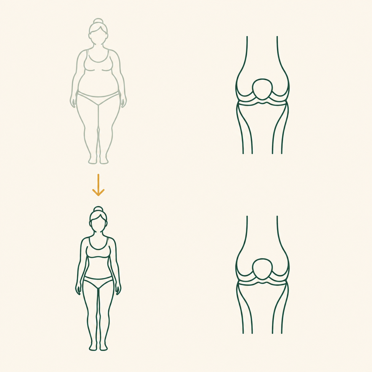 Body gets smaller while the knee joint stays unchanged