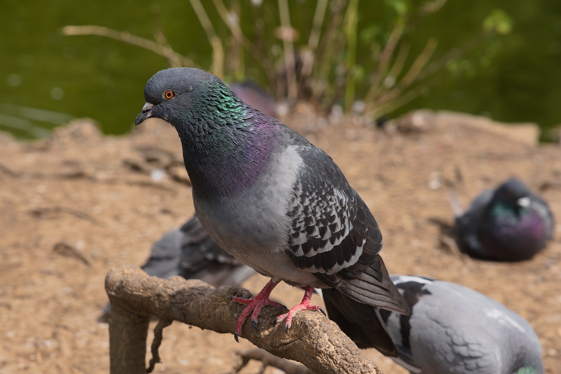 Kew Gardens: Planning a Visit to the Royal Botanic Gardens