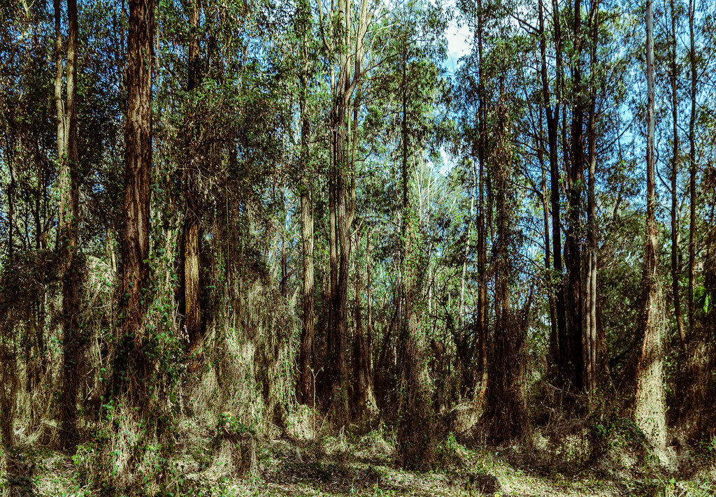 Karura Forest Nairobi: Walking, Cycling and Urban Conservation