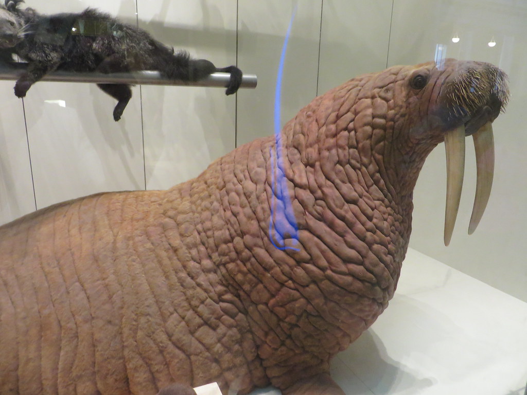 Columbus Museums Expand Collections and Research Spaces for Visitors