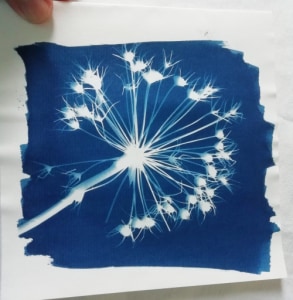 Blau machen mit Cyanotypie im August - Sa., 29.08.2026, 10:00 at Zeugfärberei Gutau, St.Leonharderstrasse 4, 4293 Gutau, Österreich