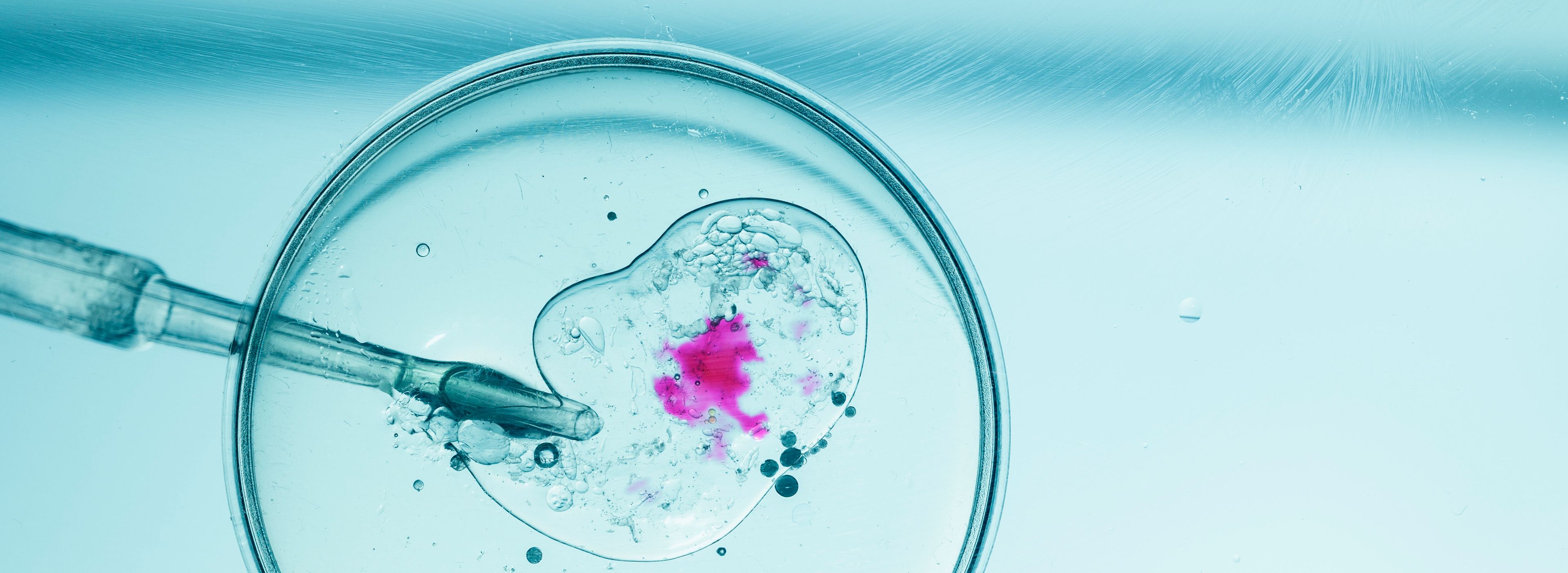 Placa de Petri con muestra de embrión en laboratorio de FIV. | Crédito: Rohane Hamilton.