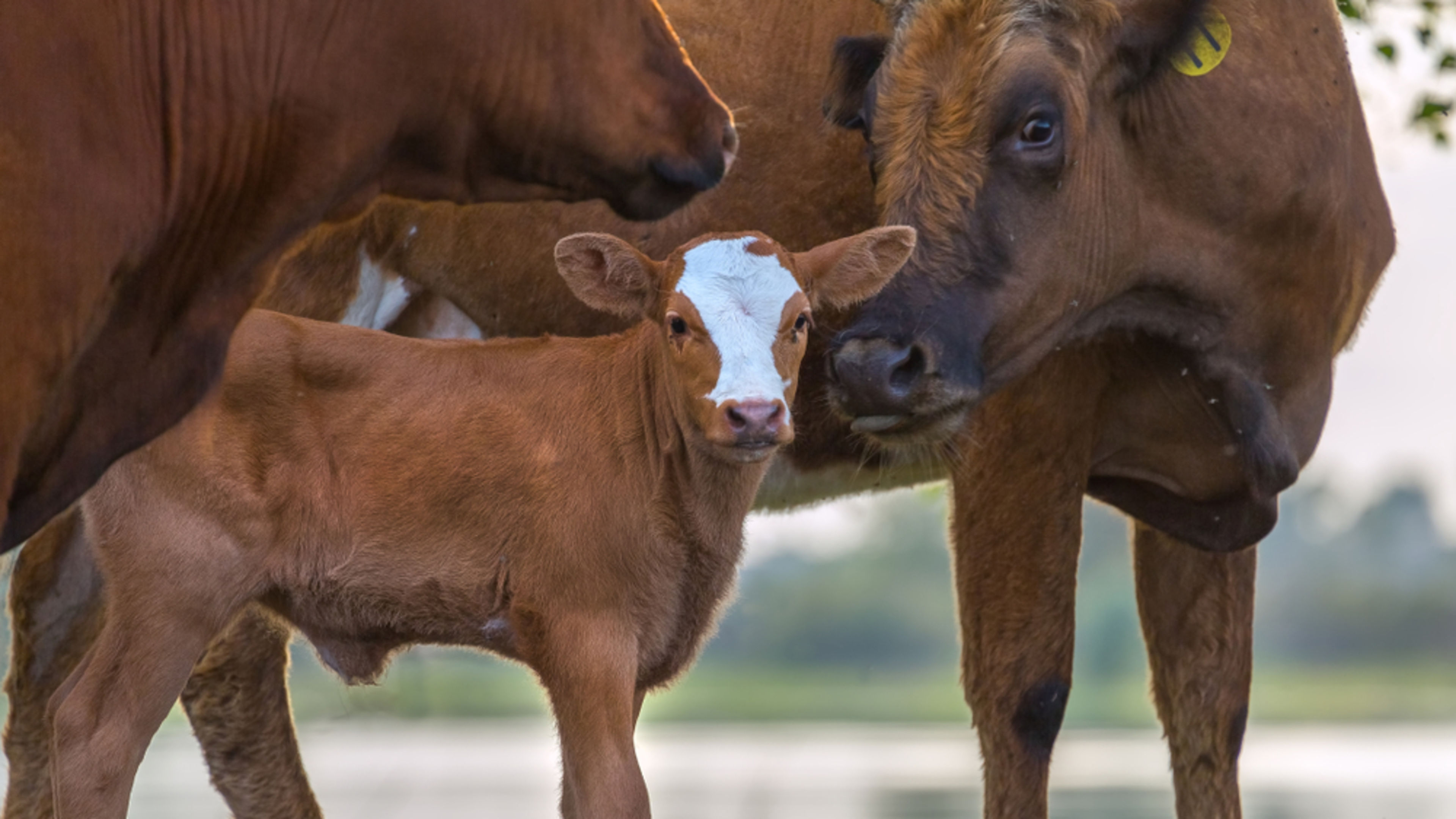 New Catholic group seeks ‘a kinder world for all animals’ through Church teaching