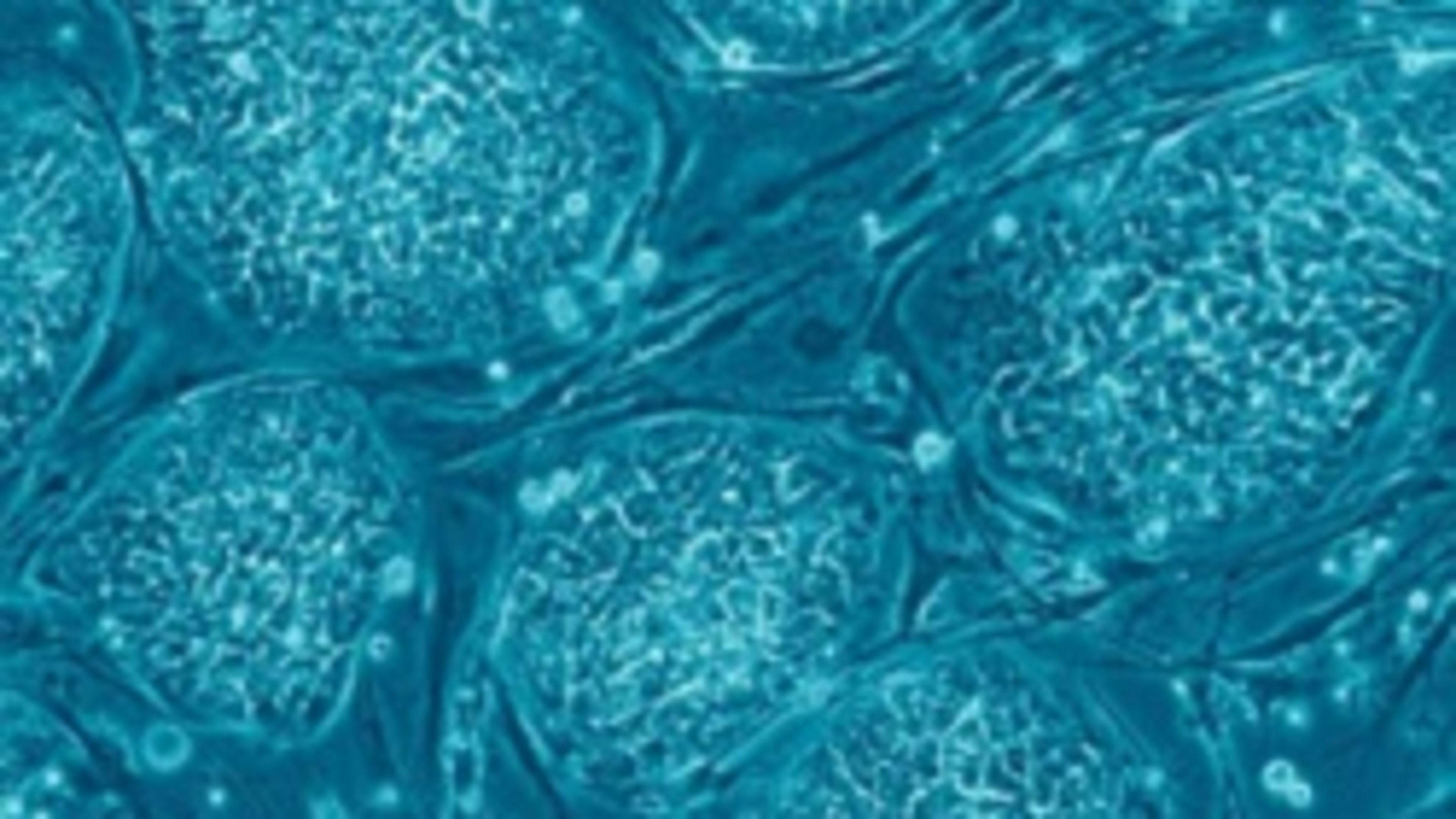 Quest for ethical stem cells prompts moral questions