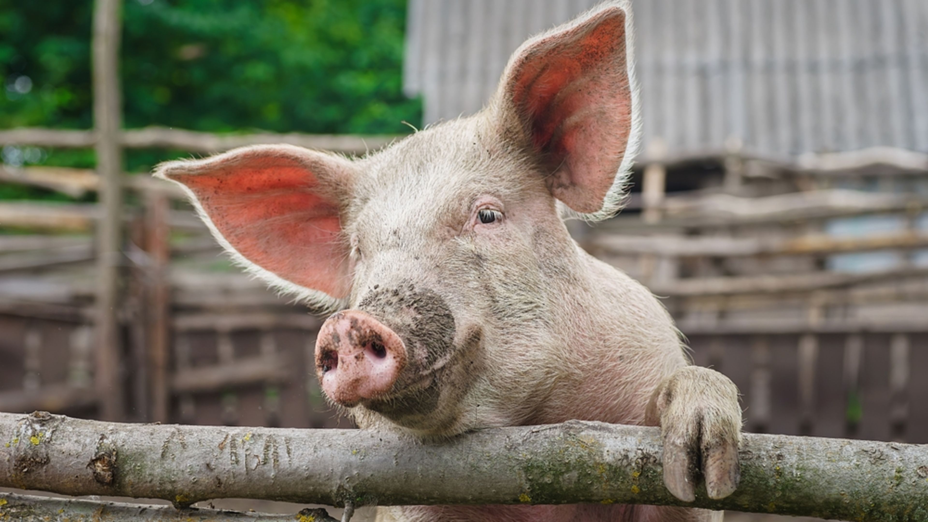 Vatican calls for ethical framework on use of animal organs in humans