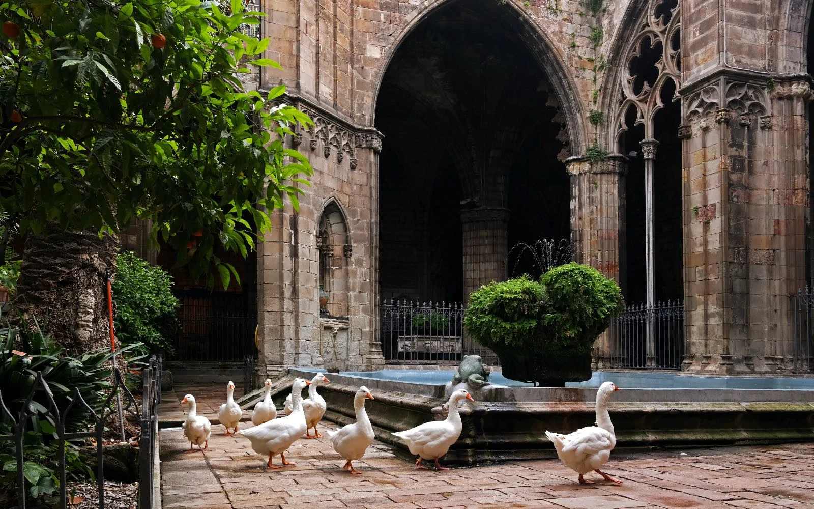 Las 13 ocas de Santa Eulalia: el claustro singular de la catedral que ...