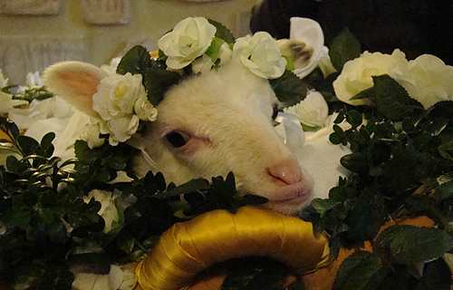 A lamb is wreathed in flowers during a special Mass for the feast of St. Agnes at the Basilica of St. Agnes Outside the Wall on Jan. 21, 2014. | Credit: Paul Badde/CNA