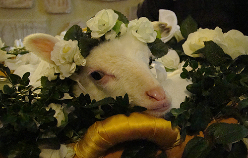 A lamb is wreathed in flowers during a special Mass for the feast of St. Agnes at the Basilica of St. Agnes Outside the Wall on Jan. 21, 2014. | Credit: Paul Badde/CNA
