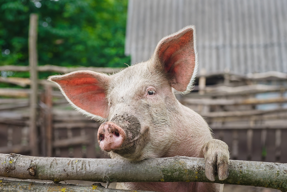 Vatican calls for ethical framework on use of animal organs in humans