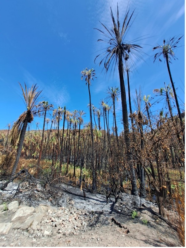Palmar incendiado en San José de Comondú. Crédito: Cáritas Mexicana