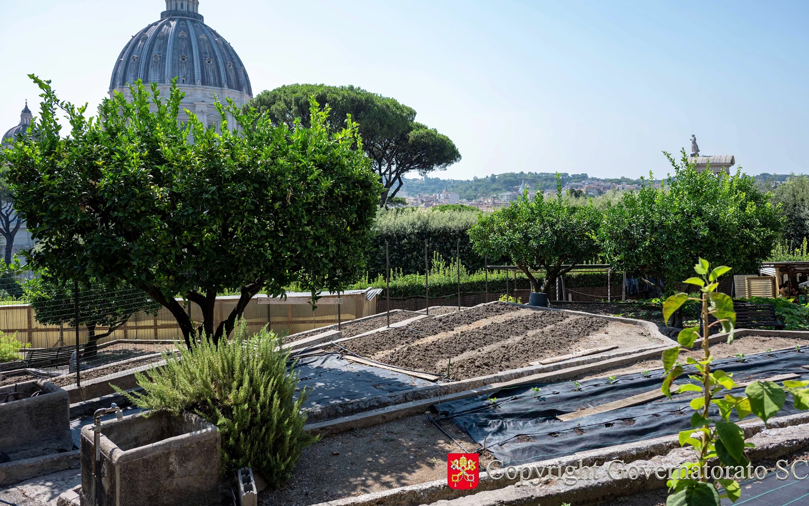 A horta do Vaticano, com cerca de um décimo de acre de solo cultivável, é agora mantida com práticas agrícolas 100% orgânicas. | Crédito: Governatorato do Estado da Cidade do Vaticano ?? 