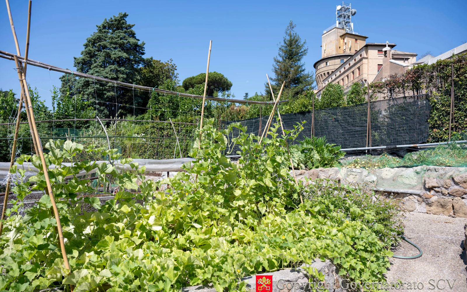 Los productos frescos cultivados en la huerta y el huerto frutal de la Ciudad del Vaticano alimentan a las monjas benedictinas que viven en el Monasterio Mater Ecclesiae y sustentan el comedor social de las Misioneras de la Caridad, ubicado en las cercanías. Crédito: Gobernación del Estado de la Ciudad del Vaticano