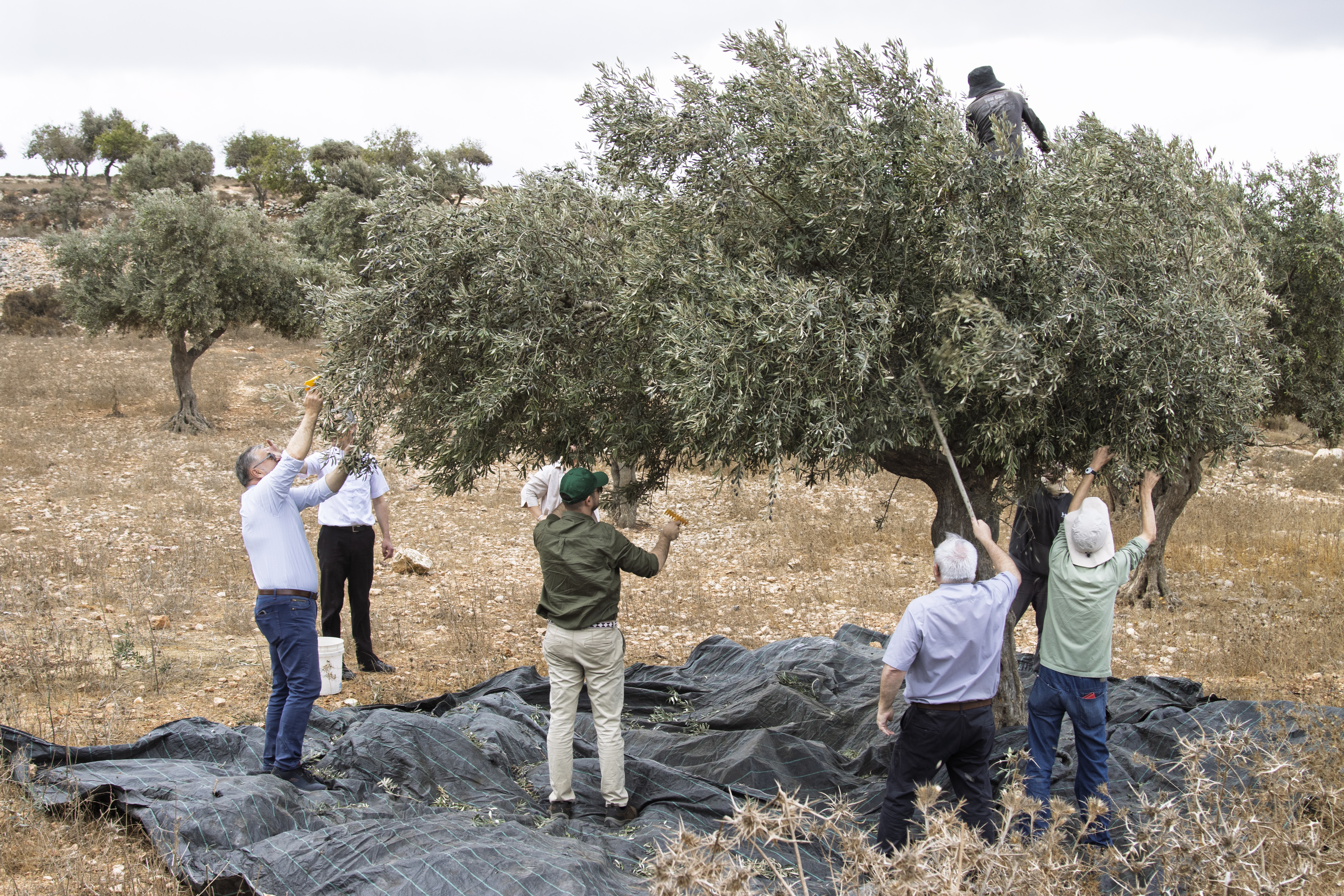 European diplomats and officials join residents harvesting olives in Taybeh, east of Ramallah, during a solidarity visit. | Credit: Sanad Sahelia
