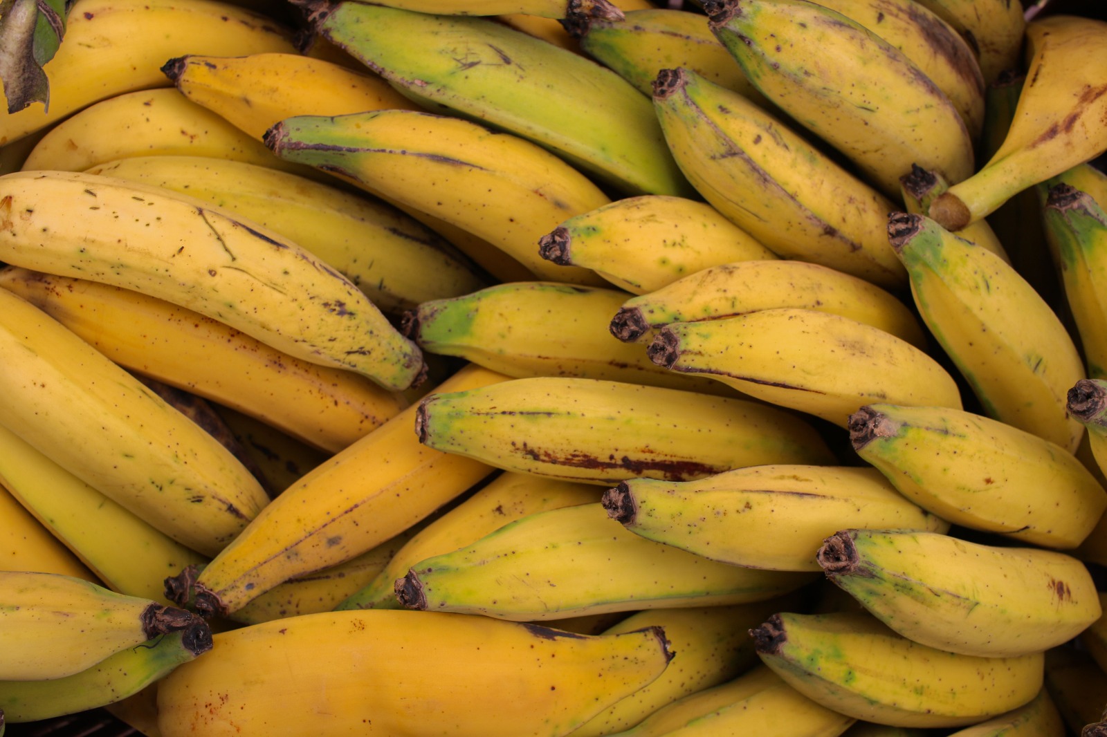 5 façons de cuisiner le plantain : des idées savoureuses et équilibrées