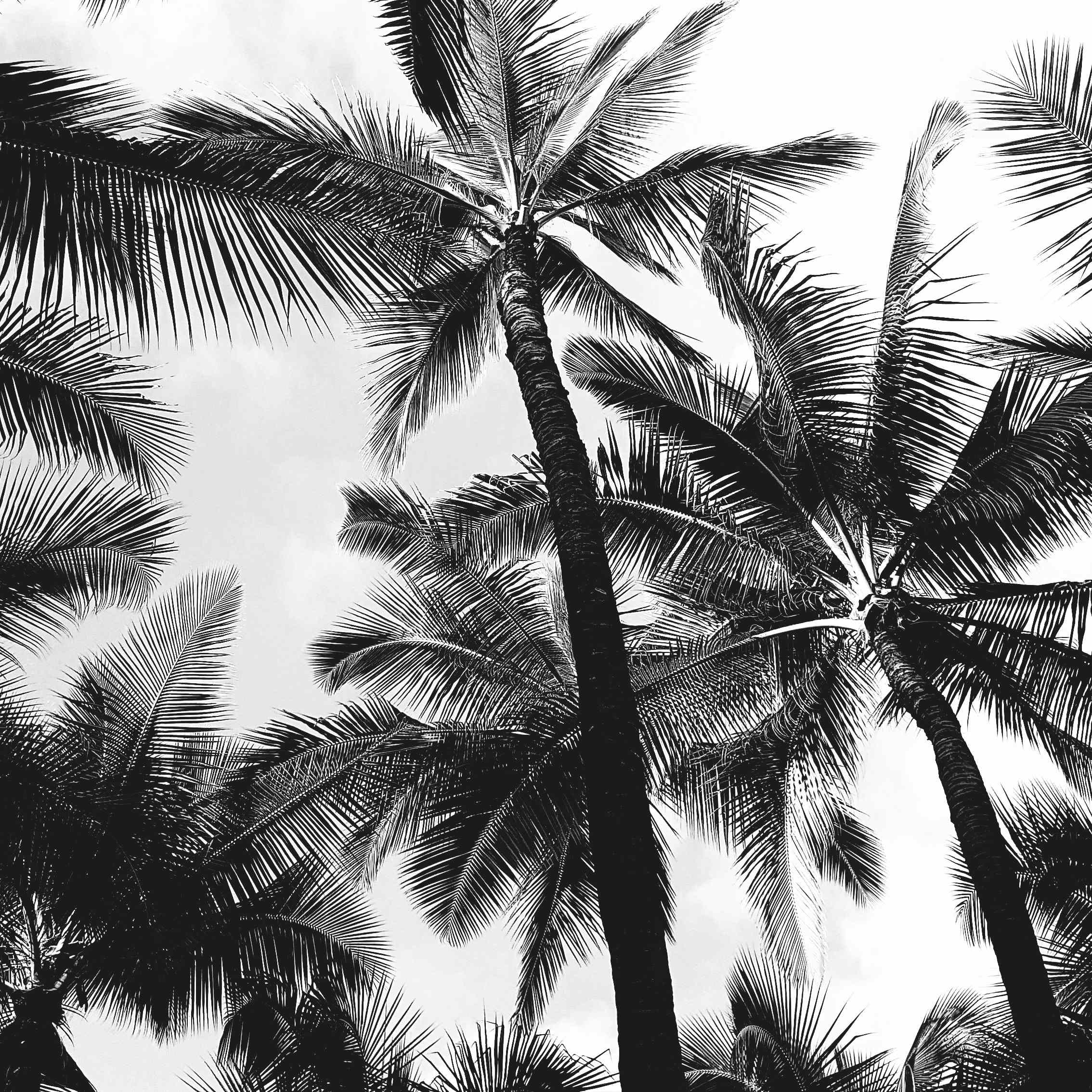 Black and white palm trees.