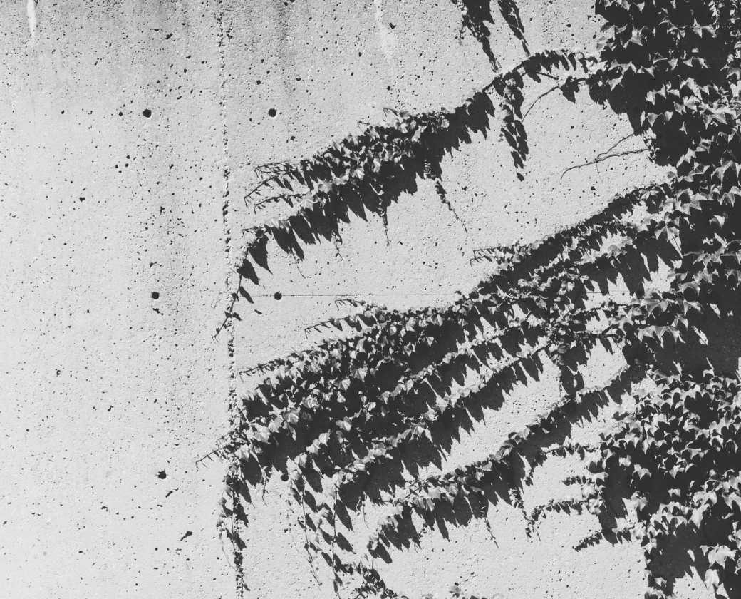 Plant growing on a wall.