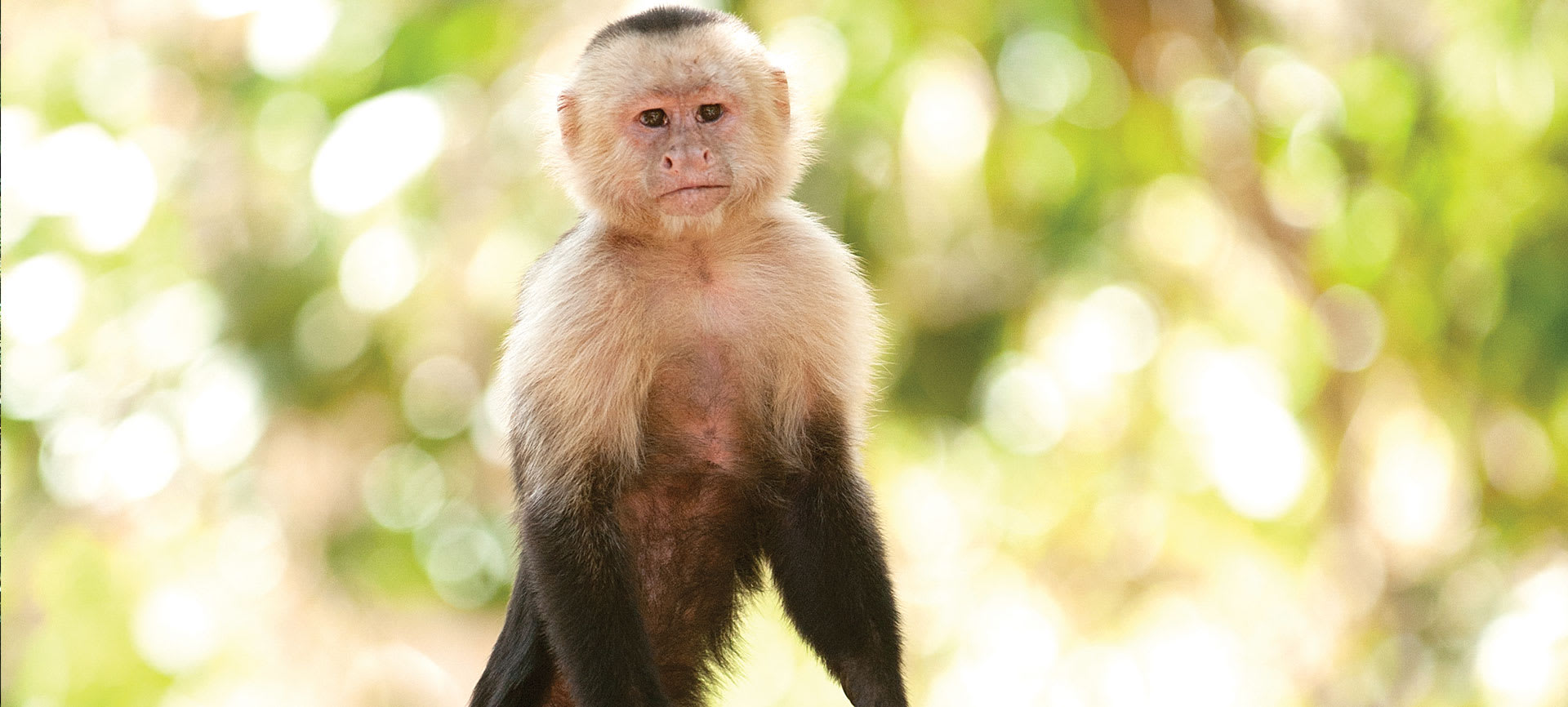 monkey