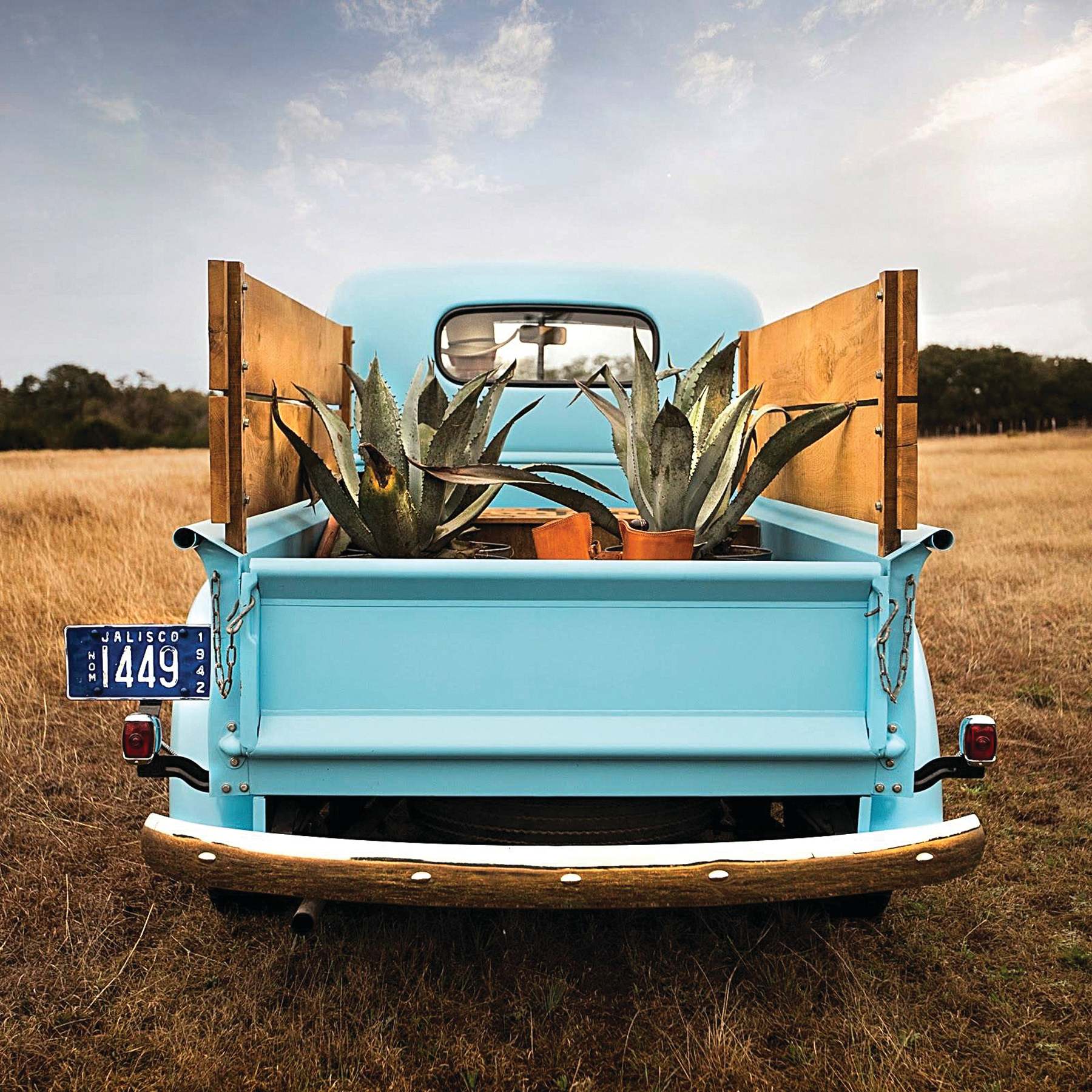 Vintage blue pickup truck with agave plants in the bed, parked in a grassy field.