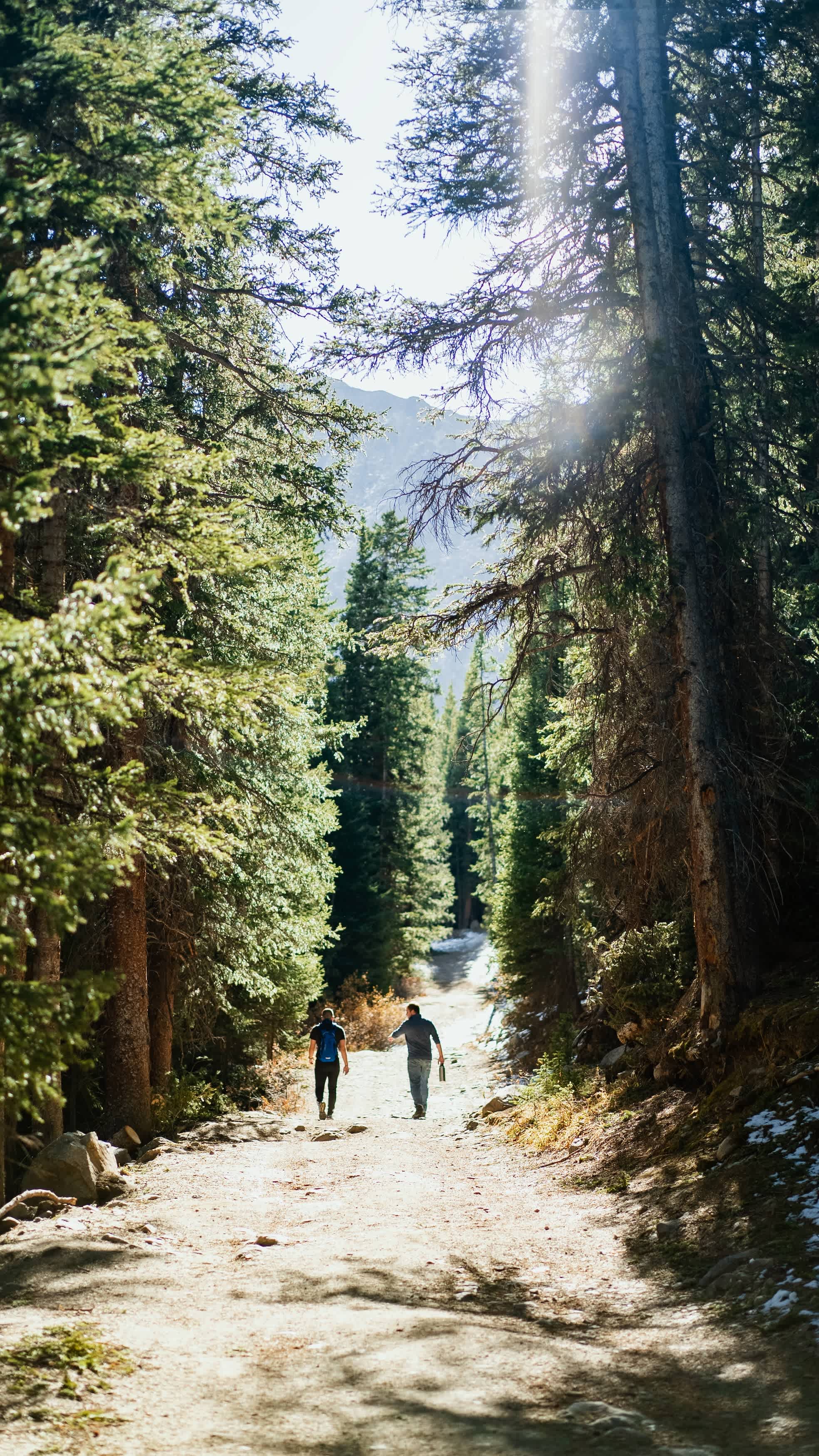 Hiking in the Colorado mountains with tall pine trees lining the trail.