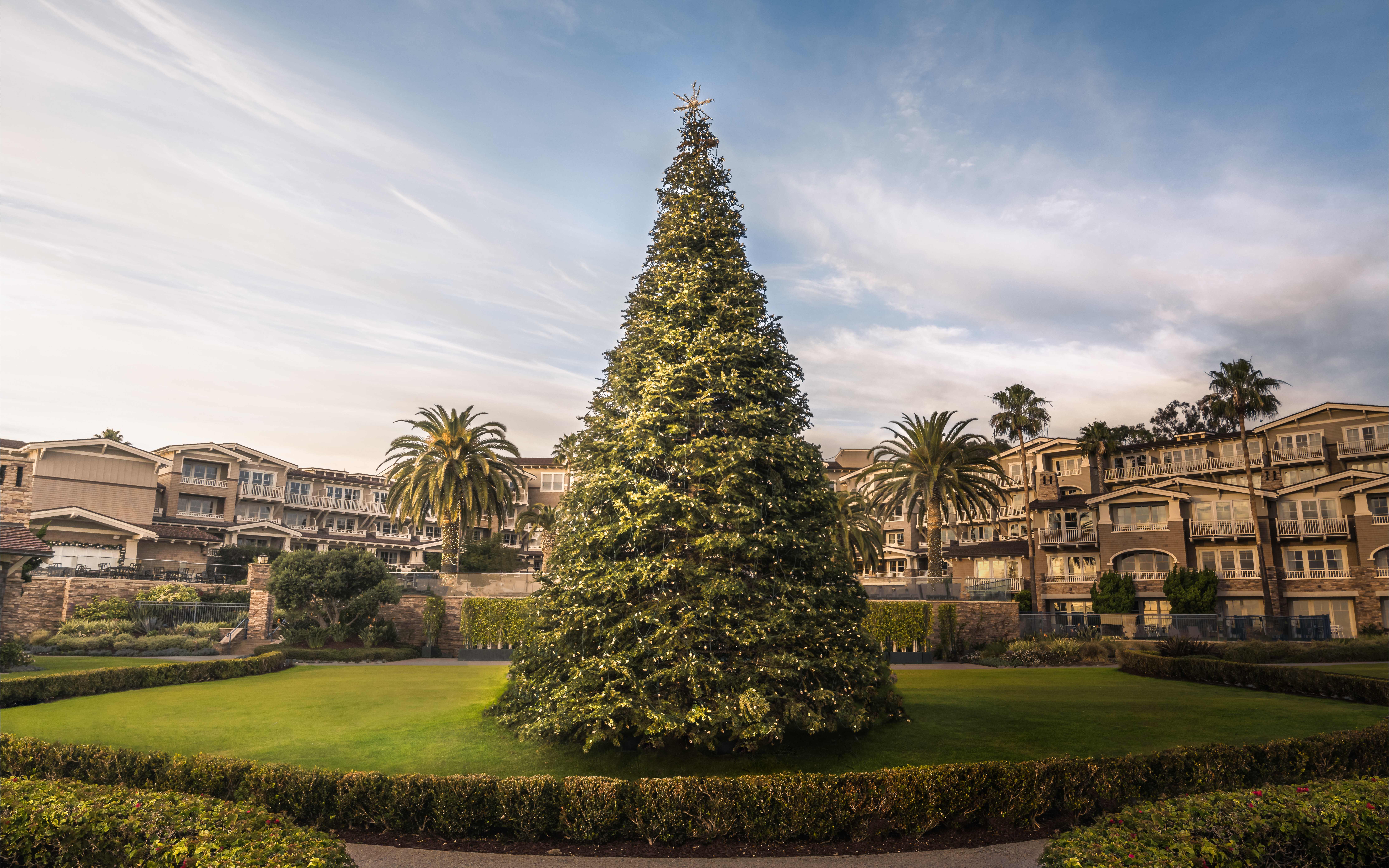 Christmas tree in the courtyard of Montage Laguna Beach resort, surrounded by palm trees and luxury accommodations under a clear sky.