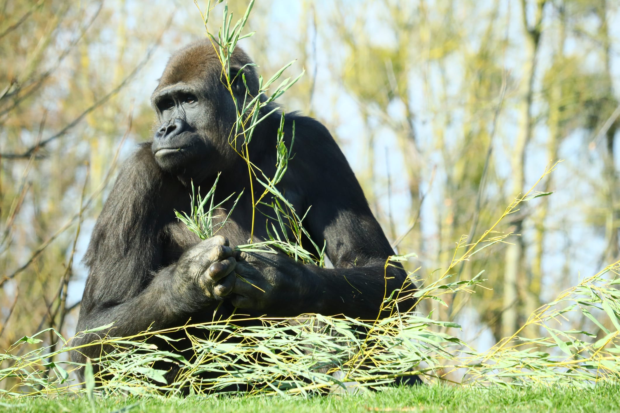 Gorilla eating grass in Rwanda.